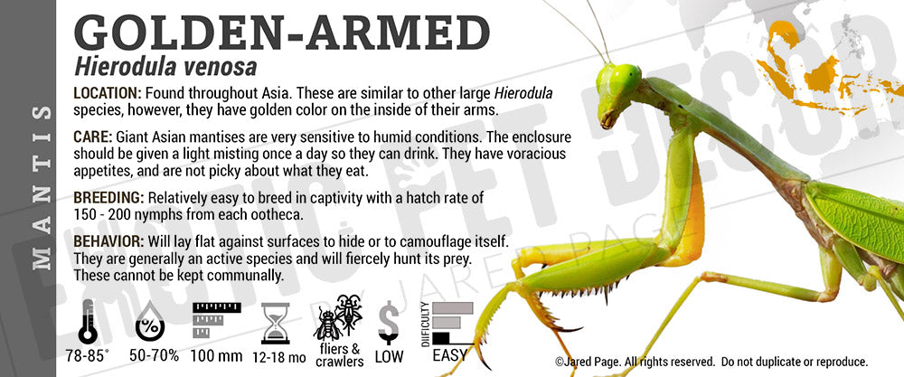 Hierodula venosa 'Golden Armed' Mantis
