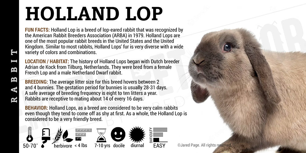 Holland Lop Rabbit' Cards and Enclosure Labels – Exotic Pet Decor