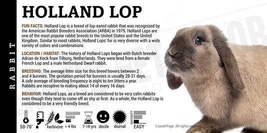 Holland Lop Rabbit'