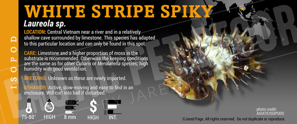 Laureola sp 'White Stripe Spiky' isopod label