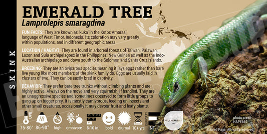 Lamprolepis smaragdina 'Emerald Tree' Skink