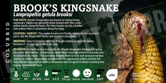 Lampropeltis getula brooksi 'Brooks Kingsnake'