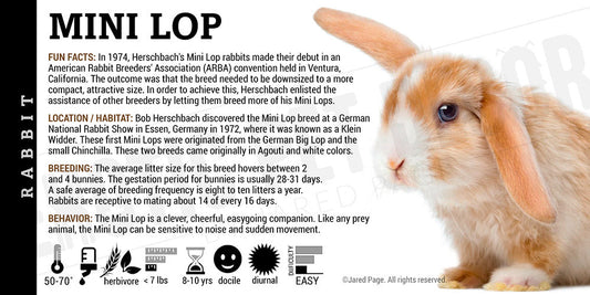 Mini Lop Rabbit'