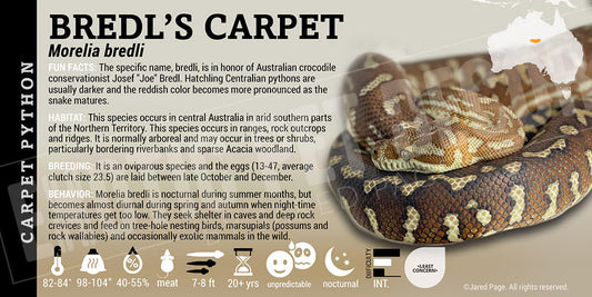 Morelia bredli 'Bredl's Carpet' Python
