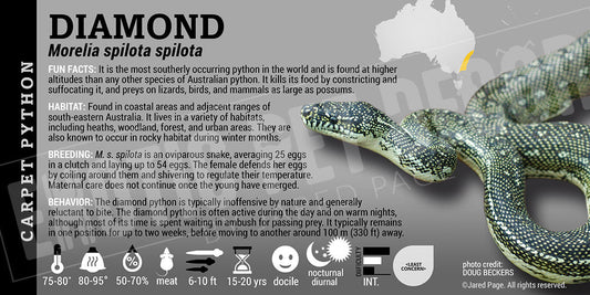 Morelia spilota spilota 'Diamond' Python