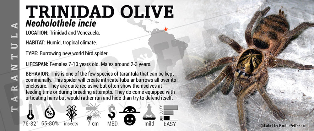 Neoholothele incie 'Trinidad Olive' Tarantula