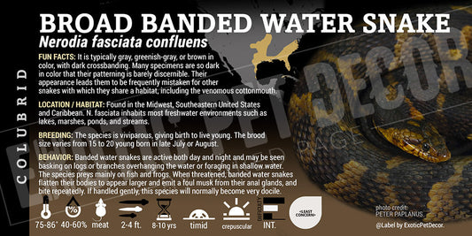 Nerodia fasciata confluens 'Banded Water' Snake