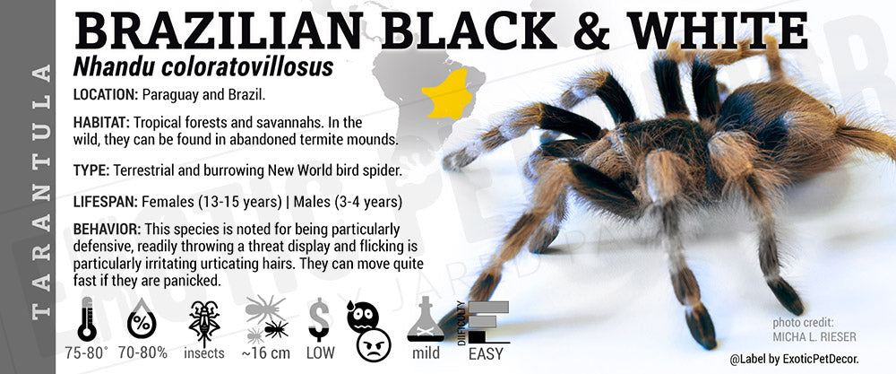 Nhandu coloratovillosus 'Brazilian Black And White' Tarantula