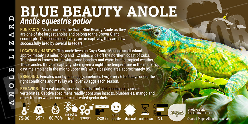 Nolis equestris potior 'Blue Beauty' Anole