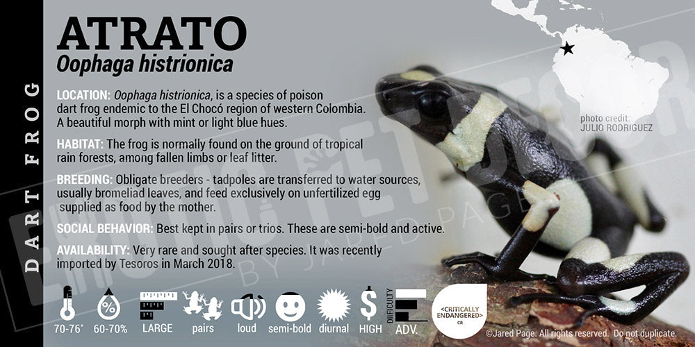 Oophaga histrionica 'Atrato' Dart Frog Label