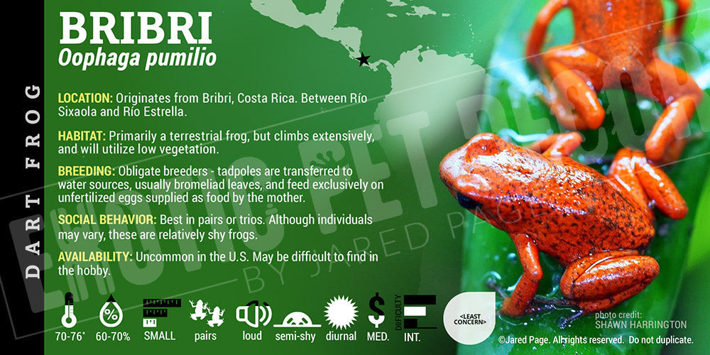 Oophaga pumilio 'Bribri' Dart Frog Label
