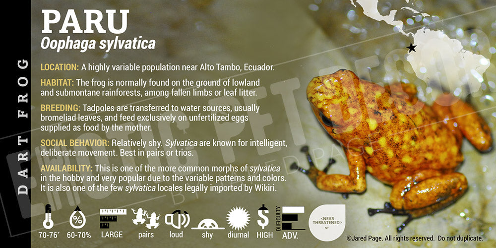 Oophaga sylvatica 'Paru' Dart Frog Label