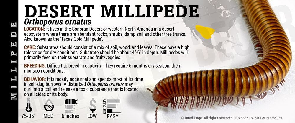 Orthoporus ornatus 'Sonoran Desert' Millipede
