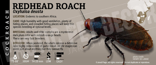 Oxyhaloa deusta 'Redhead' Roach
