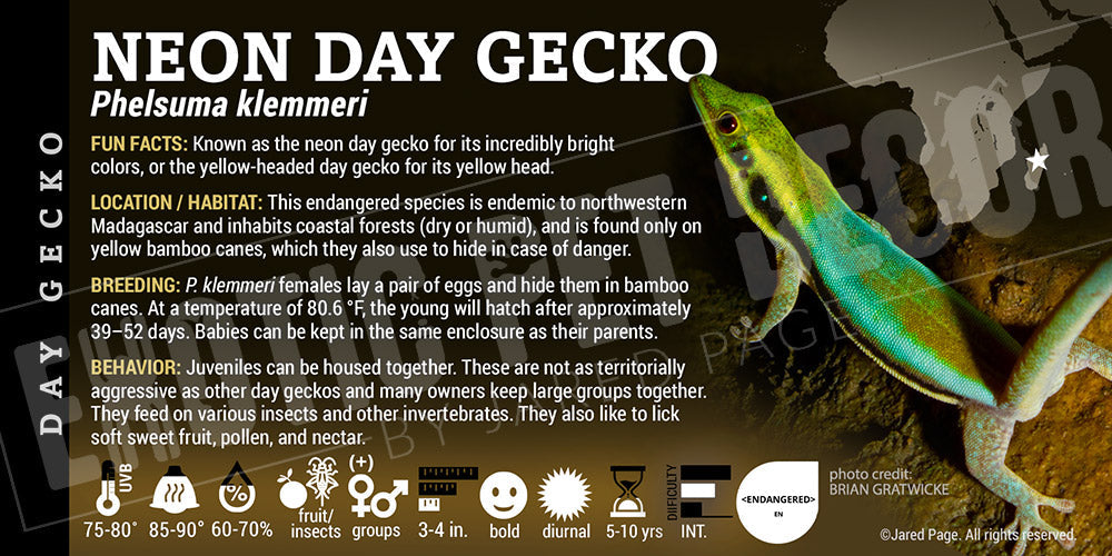 Phelsuma klemmeri 'Neon Day' Gecko