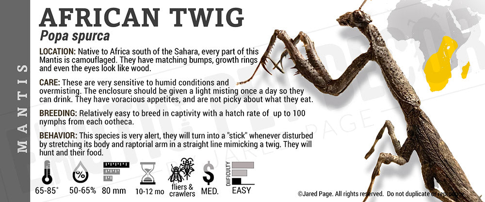 Popa spurca 'African Twig' Mantis