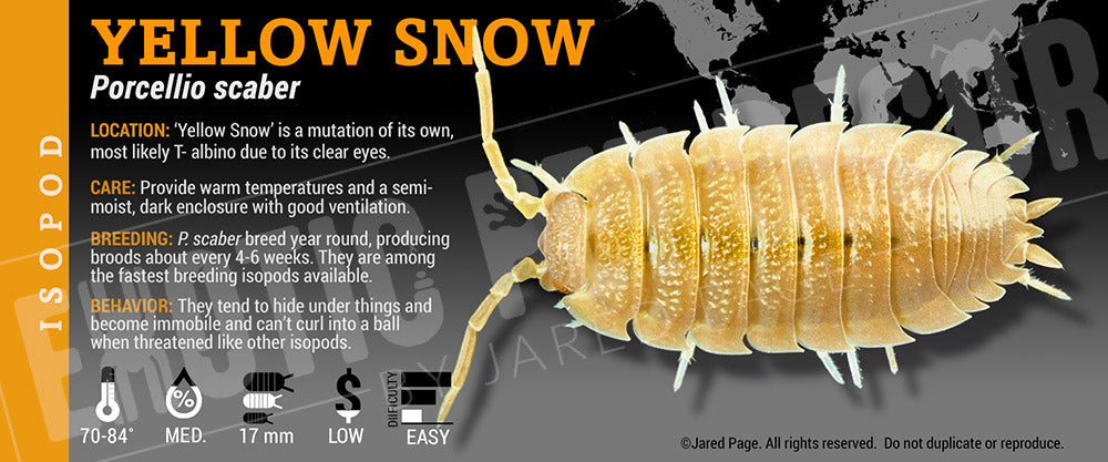 Porcellio scaber 'Yellow Snow' isopod label