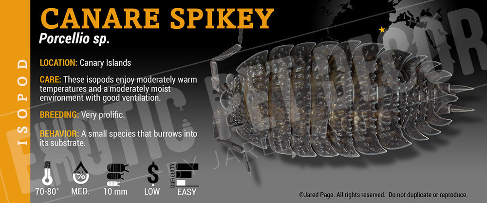 Porcellio sp 'Canare Spikey' isopod label