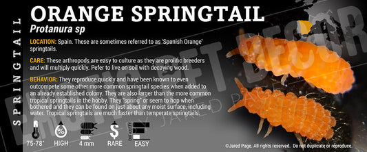 Protanura sp. 'Orange' Springtail