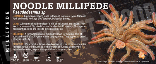 Pseudodesmus sp. 'Noodle' Millipede