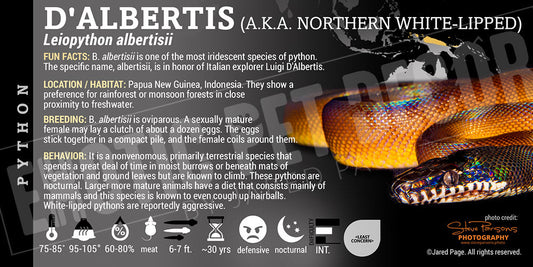 Leiopython albertisii 'Northern White Lipped' Python