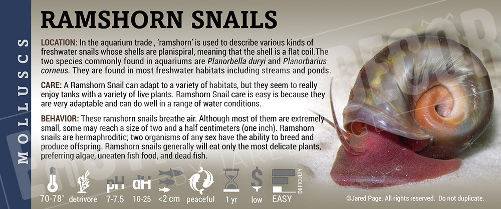 Ramshorn Snails