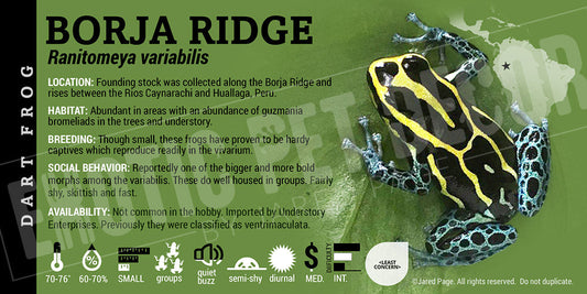 Ranitomeya variabilis 'Borja Ridge' Card