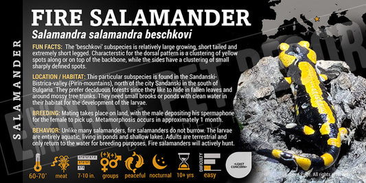 Salamandra salamandra 'Beschkovi Fire Salamander'