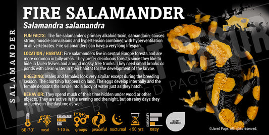 Salamandra salamandra 'Fire Salamander'