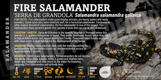 Salamandra salamandra gallaica 'Serra De Grandola'