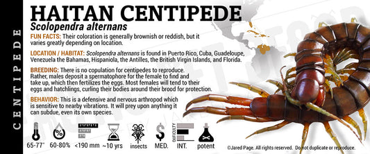 Scolopendra alternans 'Haitan' Centipede