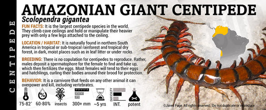 Scolopendra gigantea 'Amazonian Giant' Centipede