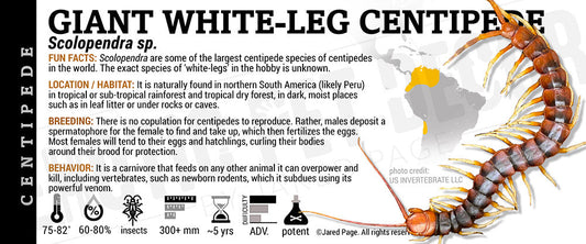 Scolopendra sp. 'White Leg' Centipede