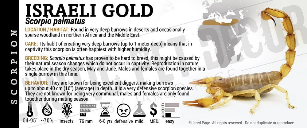 Scorpio palmatus 'Israeli Gold' Scorpion