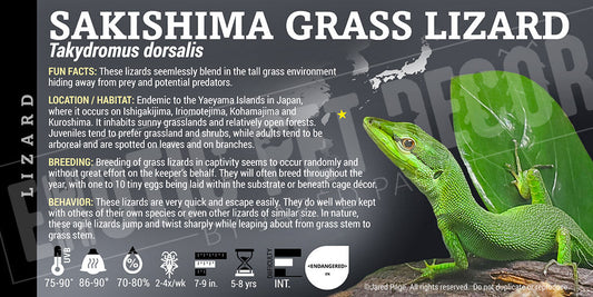 Takydromus dorsalis 'Grass ' Lizard