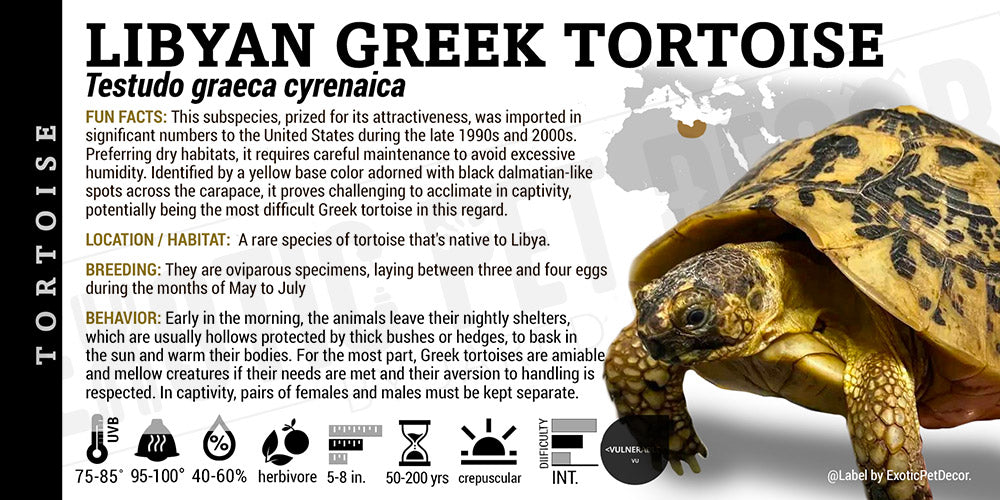 Testudo graeca cyrenaica 'Libyan Greek' Tortoise