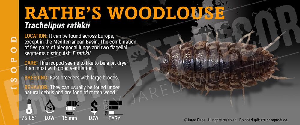 Trachelipus rathkii 'Rathe's Woodlouse' isopod label