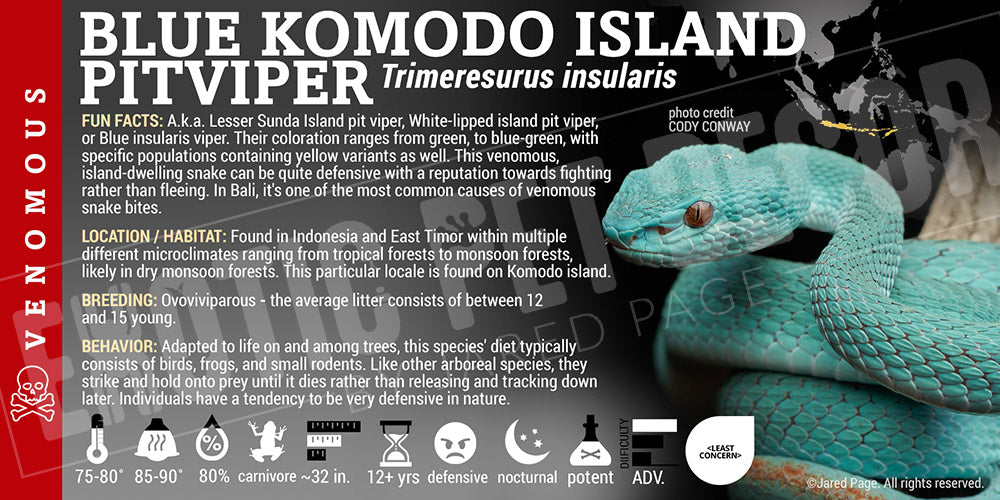Trimeresurus insularis 'Indonesian Pit Viper'