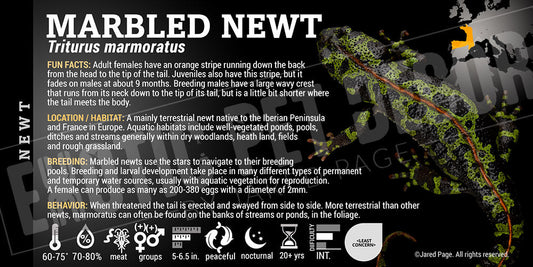 Triturus marmoratus 'Marbled Newt'