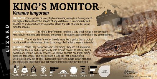 Varanus kingorum 'King's Monitor' Lizard