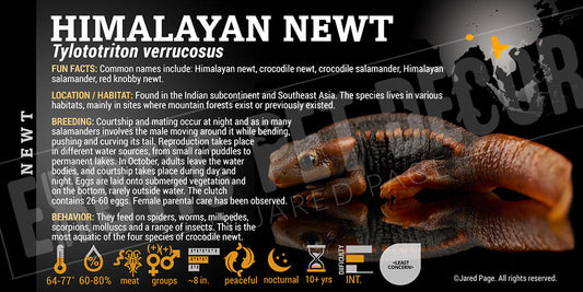 Ylototriton verrucosus 'Himalayan Newt'