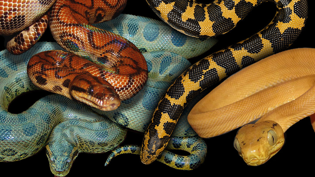 Boa Snake Collector Cards and Enclosure Labels – Exotic Pet Decor