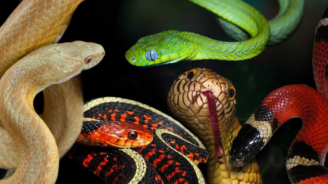 Colubrid Snake Collector Cards and Enclosure Labels – Exotic Pet Decor