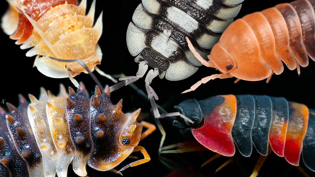 Isopod Collector Cards and Enclosure Labels – Page 11 – Exotic Pet Decor