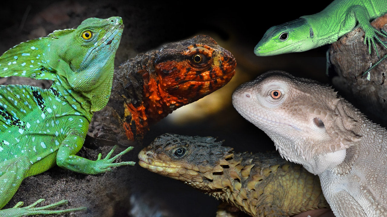 Lable Lizard Lizard Collector Cards and Enclosure Labels – Page 4 – Exotic Pet Decor
