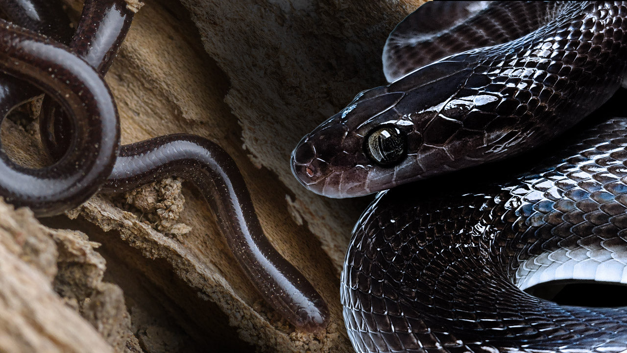 Snakes Collector Cards and Enclosure Labels – Exotic Pet Decor