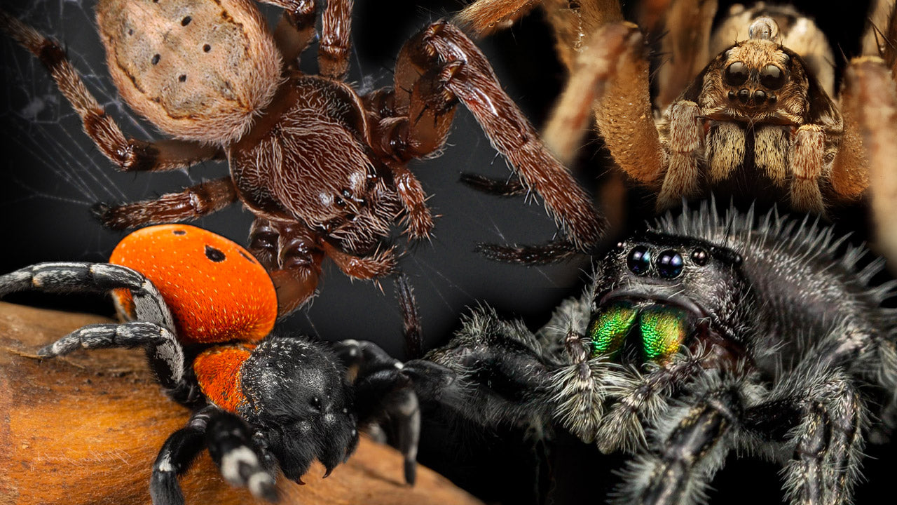 Spider Collector Cards and Enclosure Labels – Exotic Pet Decor