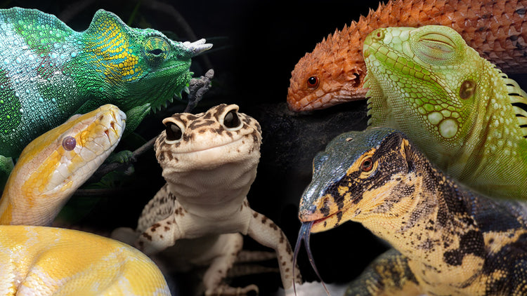 Reptile Labels