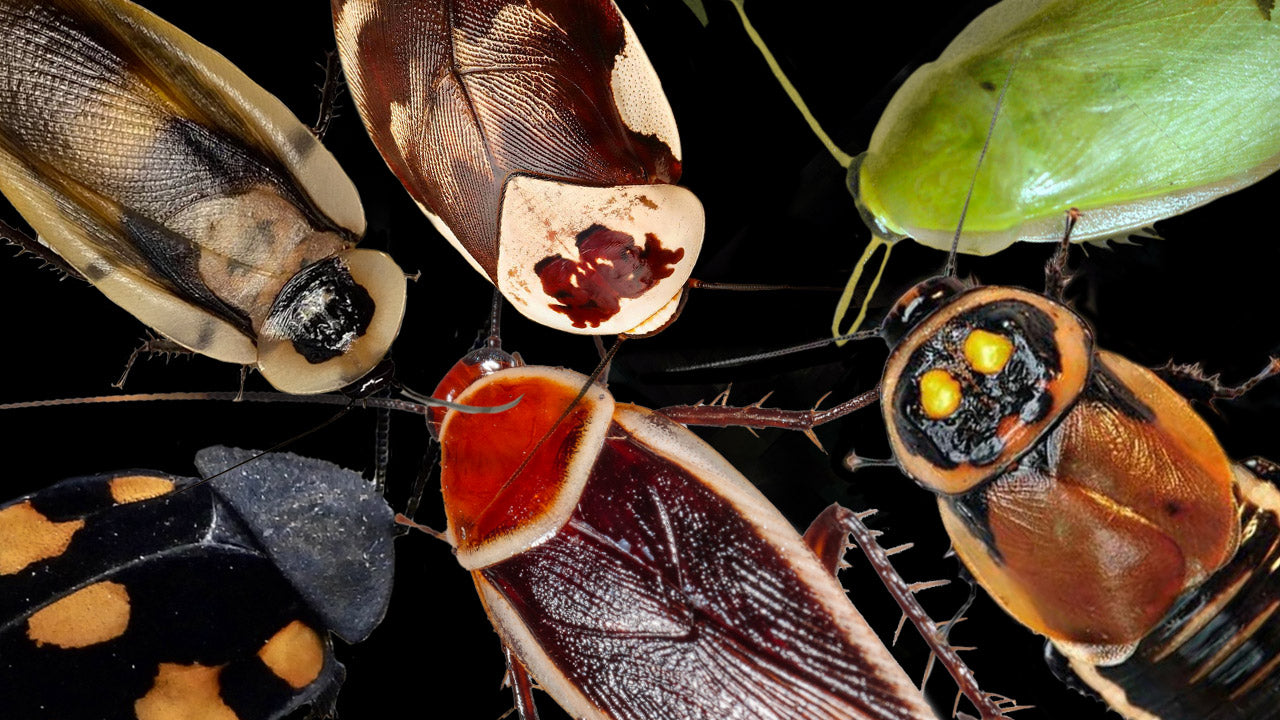 Roaches Label Roach Collector Cards and Enclosure Labels – Page 3 – Exotic Pet Decor