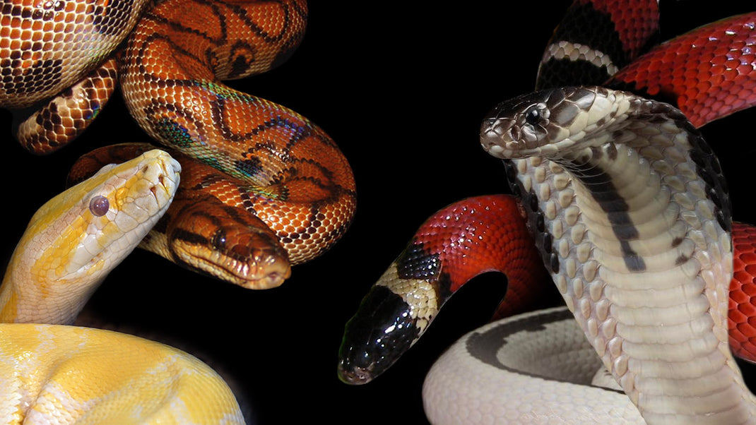 Snake Collector Cards and Enclosure Labels – Exotic Pet Decor